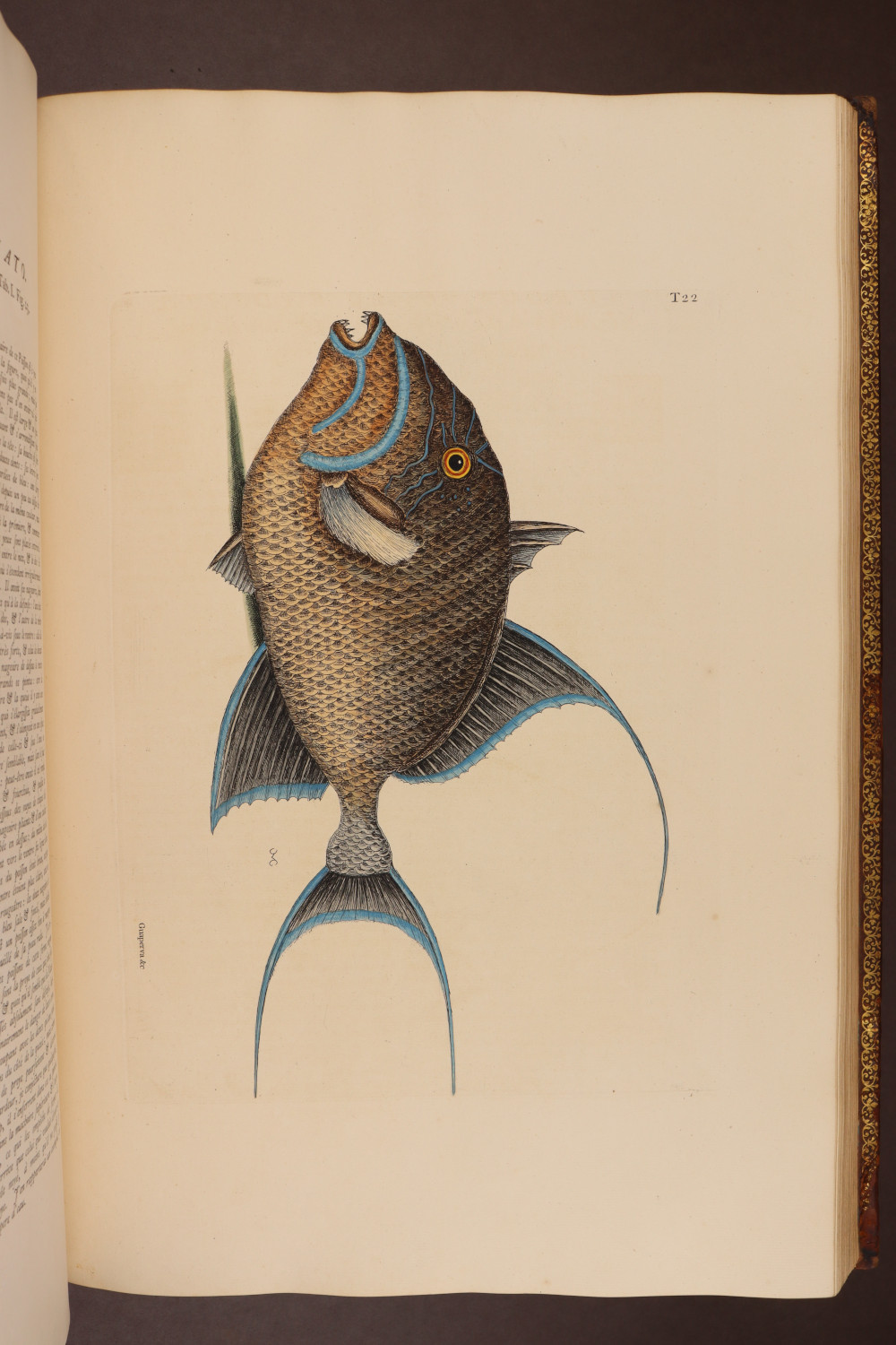 Plate 22